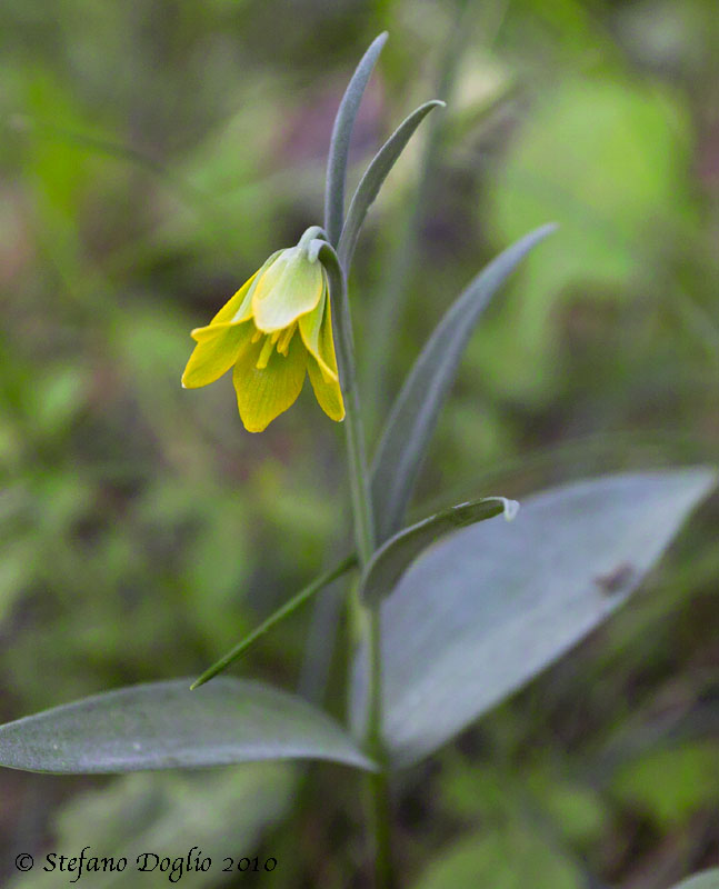 Fritillaria pelinaea